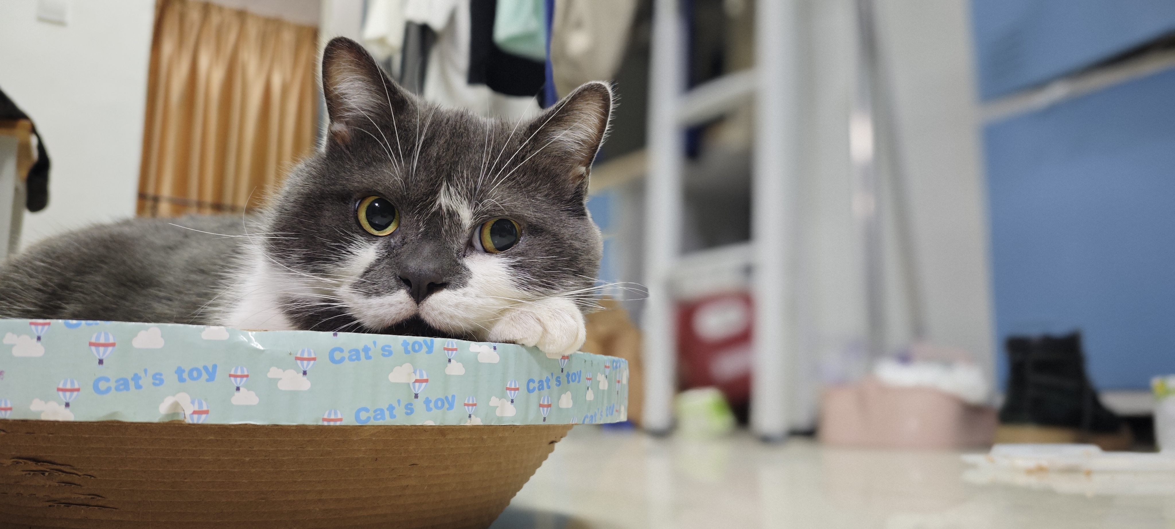 猫猫